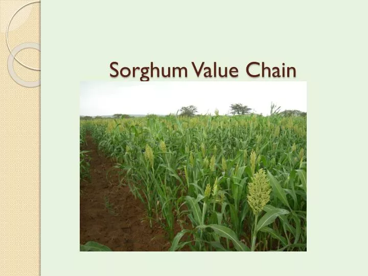sorghum value chain