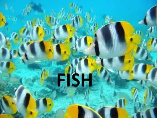 FISH