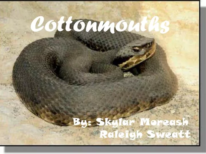 cottonmouths