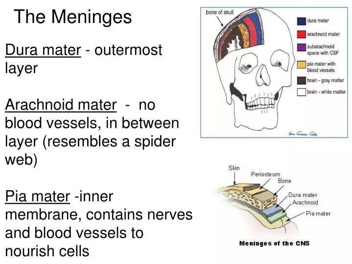 the meninges