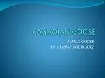CANADIAN GOOSE - slide 1