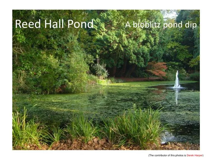 reed hall pond