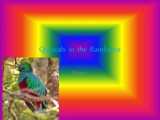 Quetzals in the Rainforest