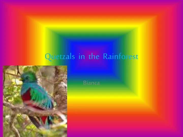 quetzals in the rainforest