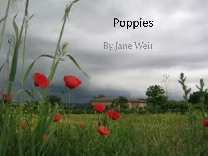 poppies