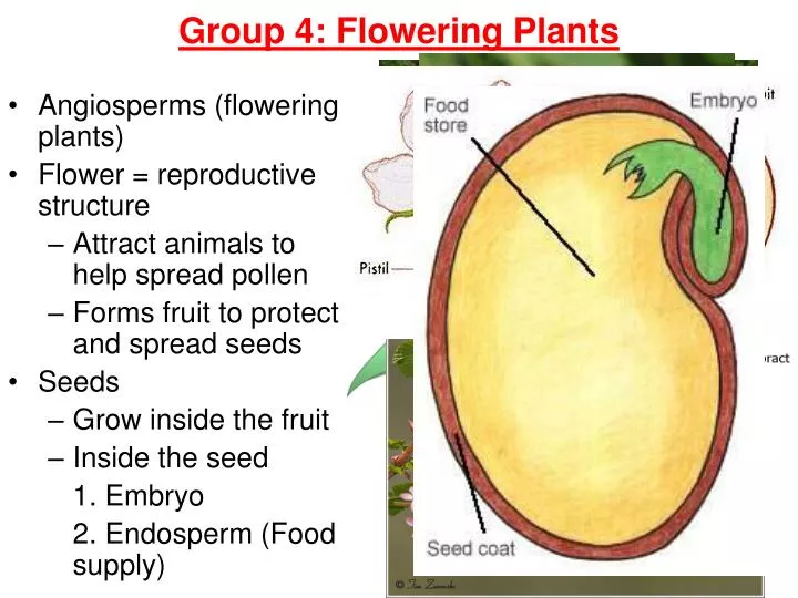 group 4 flowering plants