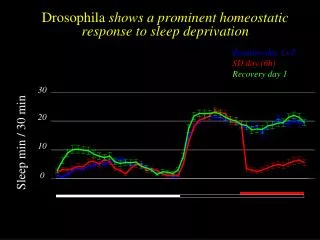 Drosophila shows a prominent homeostatic response to sleep deprivation