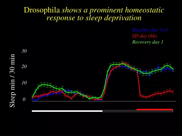 drosophila shows a prominent homeostatic response to sleep deprivation