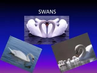 SWANS