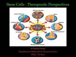 Stem Cells : Therapeutic Perspectives