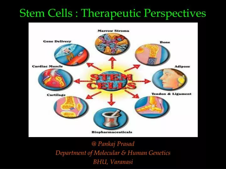 stem cells therapeutic perspectives