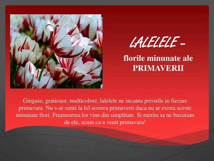 lalelele florile minunate ale primaverii