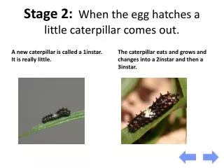 Stage 2: When the egg hatches a little caterpillar comes out.