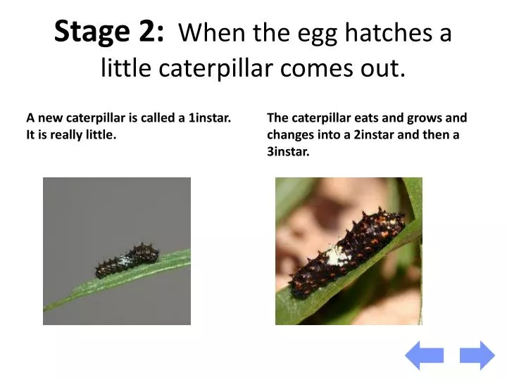 stage 2 when the egg hatches a little caterpillar comes out