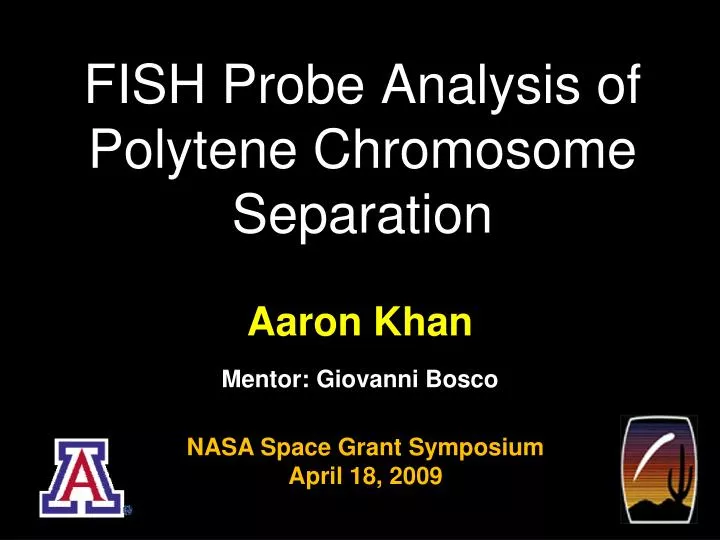 fish probe analysis of polytene chromosome separation