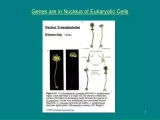 Genes are in Nucleus of Eukaryotic Cells