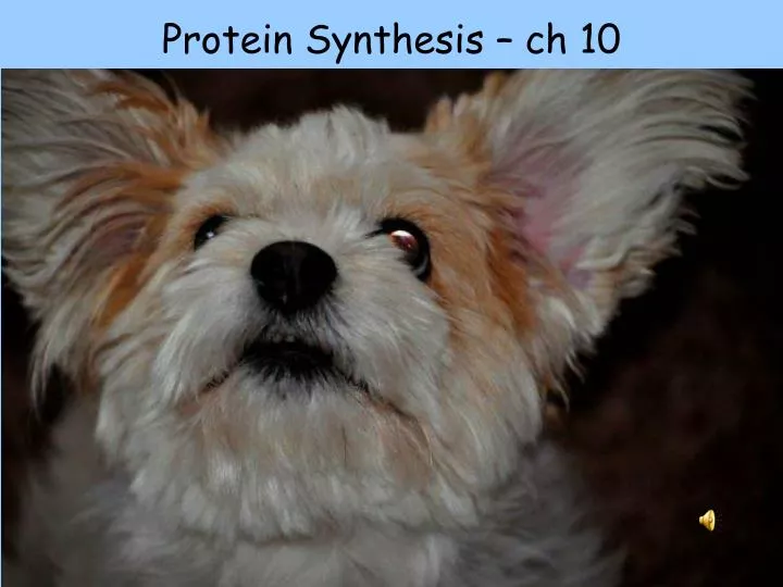 protein synthesis ch 10