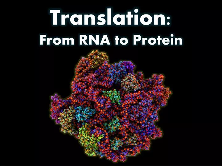 translation from rna to protein