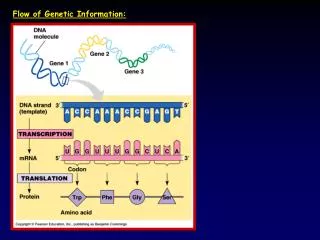 Flow of Genetic Information: