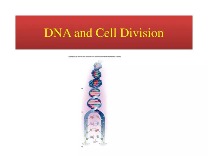 dna and cell division