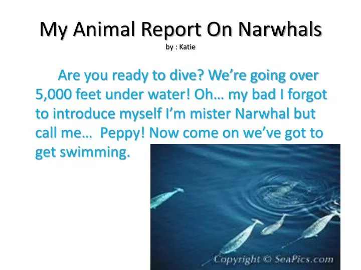 my animal report on narwhals by katie