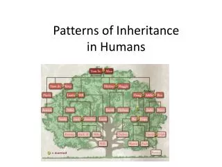 patterns of inheritance i n humans