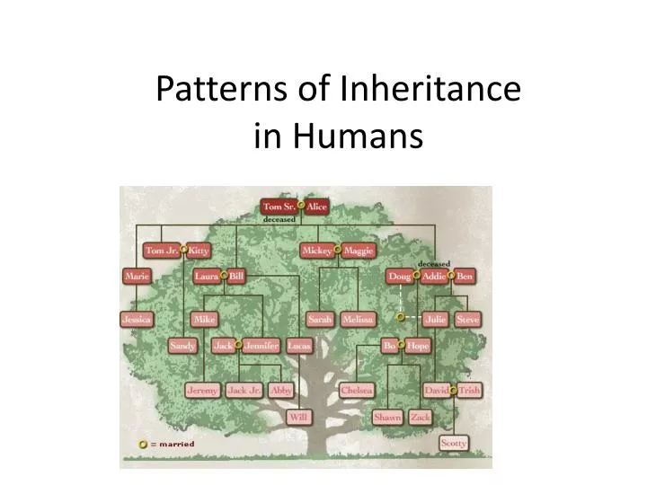 patterns of inheritance i n humans