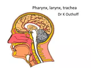 Pharynx, larynx, trachea Dr K Outhoff