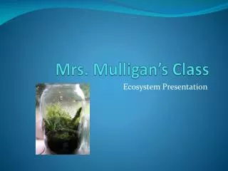 mrs mulligan s class