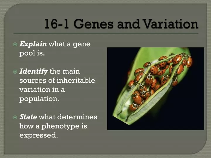 16 1 genes and variation