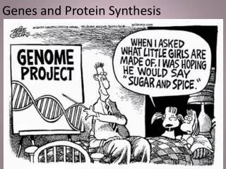 Genes and Protein Synthesis