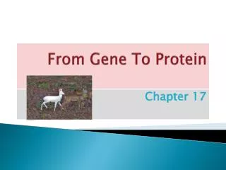 From Gene To Protein