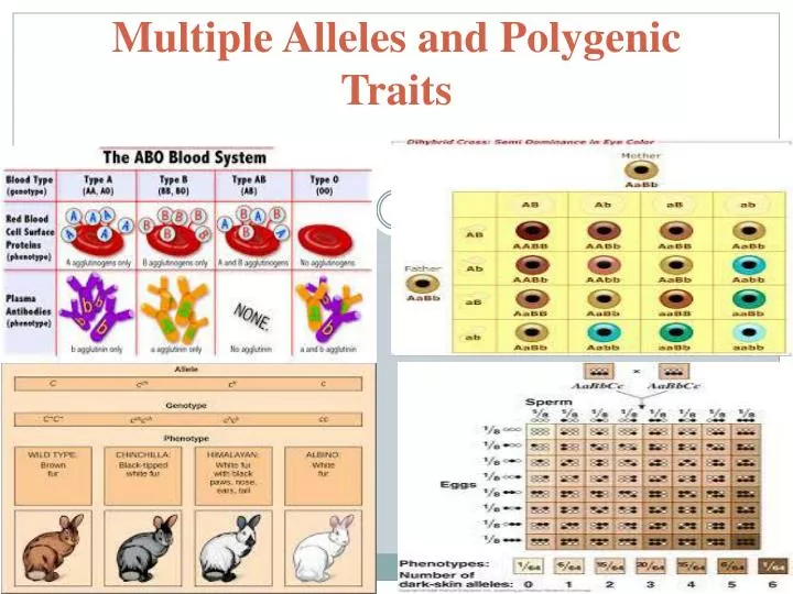 multiple alleles and polygenic traits