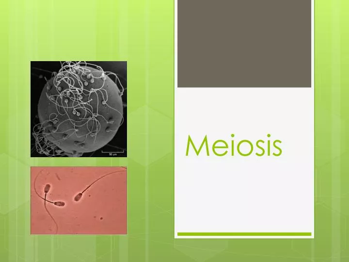 meiosis