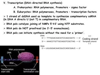 V. Transcription (DNA-directed RNA synthesis)