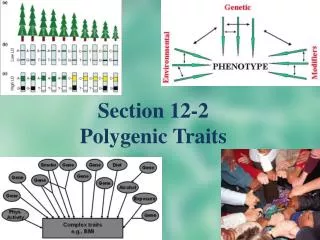 Section 12-2 Polygenic Traits