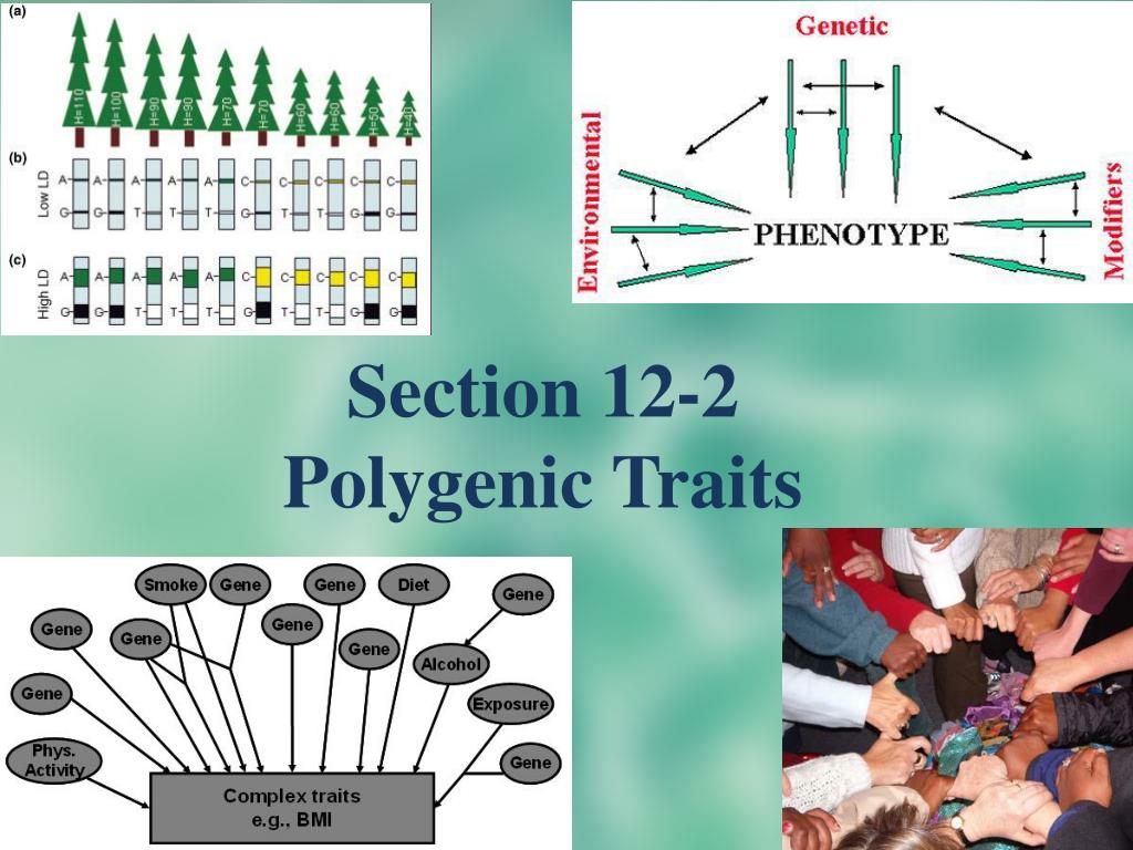 Polygenic Icon PPT - Section 12-2 Polygenic Traits PowerPoint Presentation, free ...