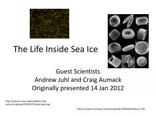 The Life Inside Sea Ice