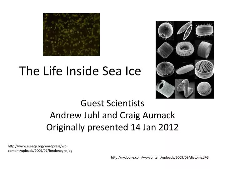 the life inside sea ice
