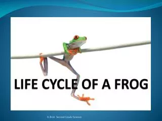 LIFE CYCLE OF A FROG