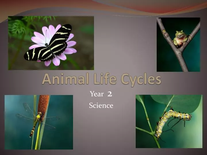 animal life cycles