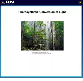 Photosynthetic Conversion of Light