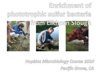 Enrichment of phototrophic sulfur bacteria from Elkhorn Slough
