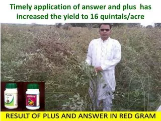 Timely application of answer and plus has increased the yield to 16 quintals/acre