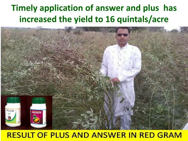 timely application of answer and plus has increased the yield to 16 quintals acre