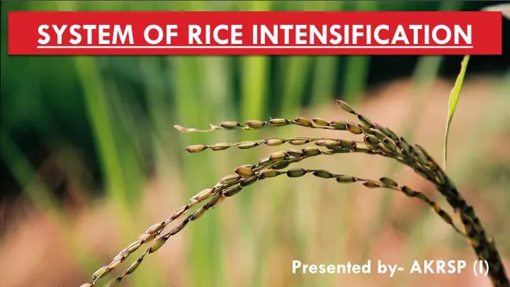 system of rice intensification