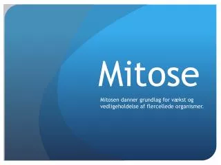 mitose