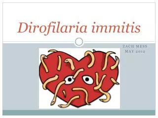 Dirofilaria immitis