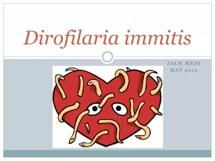 dirofilaria immitis