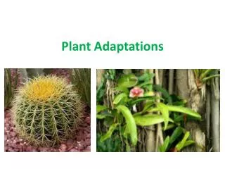 Plant Adaptations